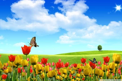 Top Spring Wallpapers Hd 3 Images For Pinterest