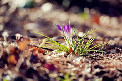 Spring Flowers Crocuses Purple Nature Hd Wallpapers Wallpapers