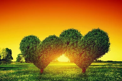 Heart Green Tree 1920x1200.jpg