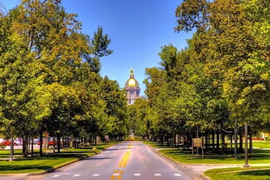 Hd 1920x1080 Cute Green Bamboo Desktop Wallpaper Backgrounds