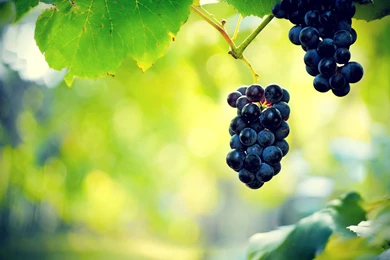 Grapes HD Wallpapers   Grapes Images, New Wallpapers