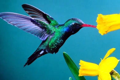 Beautiful Hummingbird Picture Hummingbird Image Hummingbird ...