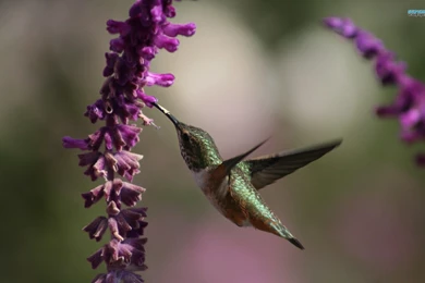 Hummingbird Wallpapers   Animal Wallpapers