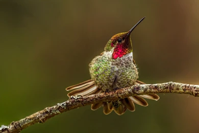 Natural, Birds, Hummingbird, Photo, Background, Branch