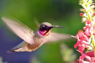 Top Hummingbird Desktop Wallpaper Images For Pinterest