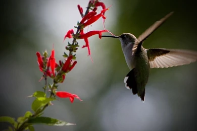 Hummingbird Wallpapers   Animal Wallpapers