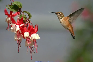 106726d1337927539 hummingbird wallpaper hummingbird wallpaper.jpg