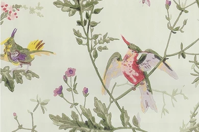 Hummingbird Wallpapers At Anthropologie