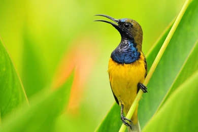 Hummingbird Computer Wallpapers, Desktop Backgrounds