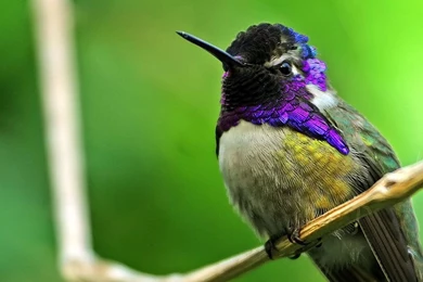 Colorful Hummingbirds Wallpapers   Wallpaper.