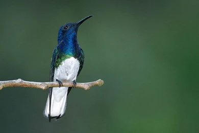 Hummingbird Wallpapers   Animals Town