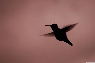 Hummingbird Silhouette HD Desktop Wallpapers : High Definition ...