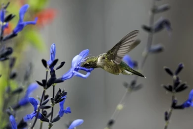 1440x900 Hummingbird Flower Wallpapers