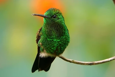 Green Hummingbird Wallpapers   Animal Wallpapers