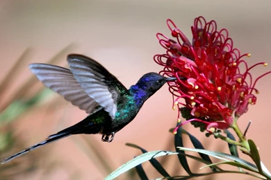 Hummingbird Wallpapers