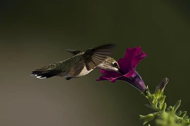 Humming Bird   Desktop Wallpapers