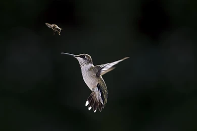 Hummingbird Computer Wallpapers, Desktop Backgrounds