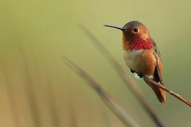 Hummingbird Painting Wallpapers Download Of Beautiful Bird