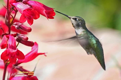 Hummingbird And Flowers   HD Hummingbirds Wallpapers 1600x1200 NO ...