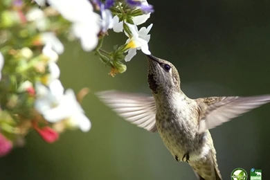 200 Hummingbird HD Wallpapers