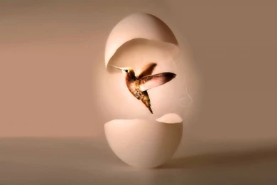 200 Hummingbird HD Wallpapers