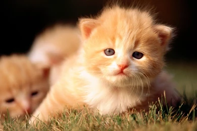 Cats Kittens Wallpapers 1920x1080 Cats Kittens PowerballForLife