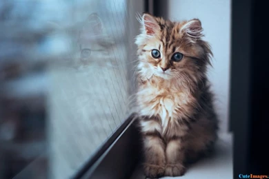 I Want This Wonderful Cat Kittens   CuteImages.net