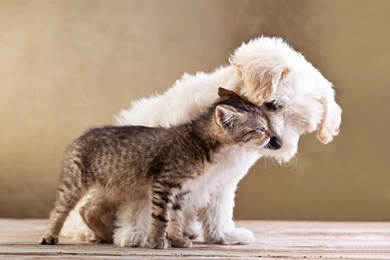 Cats Dogs Two Animals Puppy Kitten Wallpapers