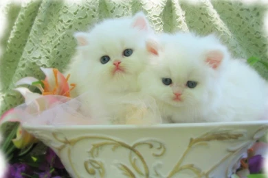 All New Pix1: Cat Boy Wallpapers