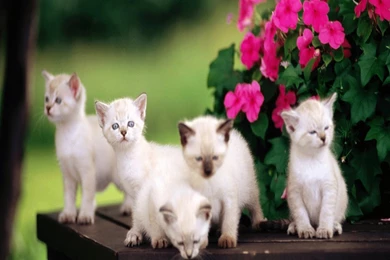 Cat & Kittens Wallpapers 2