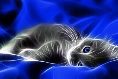 Blue Cats Digital Art Artwork Kittens Wallpapers