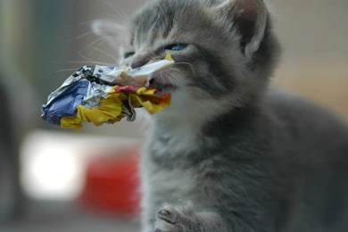 Paper Cute Cats Aww Kittens Wallpapers   (