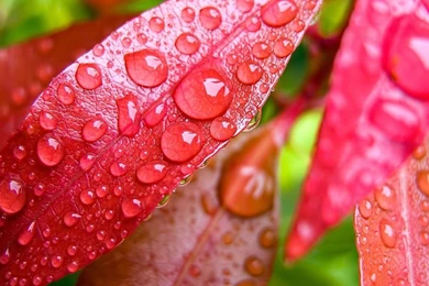 Best Wallpapers Nature HB12