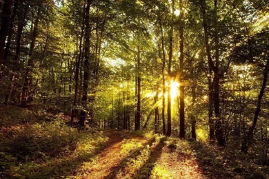 Best wallpaper in the world Active.jpg