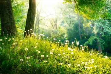 3 HOURS Of Relaxing Music   Relaxation Music, Spa, Sleep, Study ...