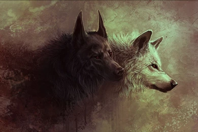 3080) Dark Wolf HD Desktop Wallpapers   WalOps.com