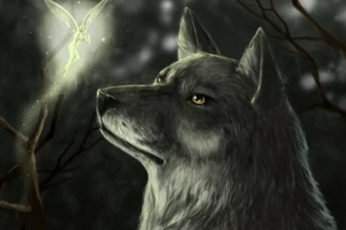 3140) Dark Wolf Widescreen Desktop Wallpapers   WalOps.com