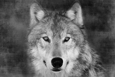 Scary Wolf Pictures   HD Wallpapers Lovely