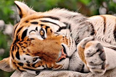 Big Cat Wallpapers, Desktop Wallpapers » GoodWP.com