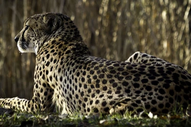 Download Wallpapers 2560x1440 Leopard, Spots, Lying, Back, Big Cat ...