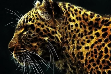 Big Cat Wallpapers