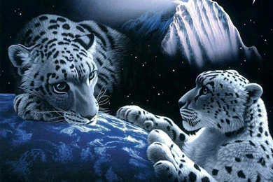 Big Cats   Wild Animals Wallpapers (34365397)   Fanpop