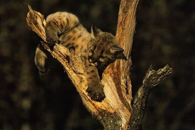 Cat Wallpapers   Big Cats Wallpapers (9998128)   Fanpop