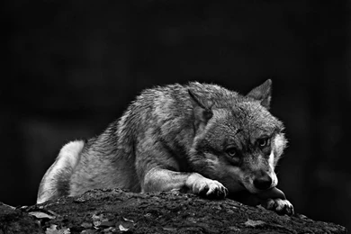 Other Dark Wolf White Wisdom Timber Howling Saying Canislupus ...