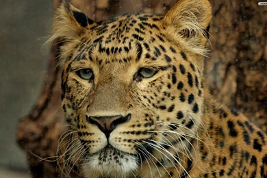 YouWall Big Cat Wallpapers Wallpaper,wallpapers,free Wallpapers ...