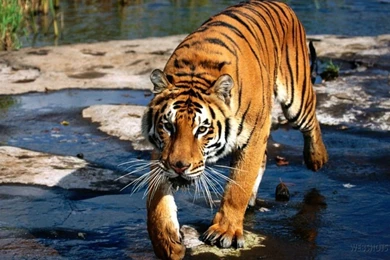 Cat Wallpapers   Big Cats Wallpapers (9998430)   Fanpop