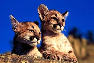 Cat Wallpapers   Big Cats Wallpapers (9998119)   Fanpop