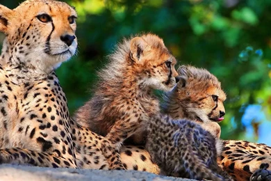 Animals Cheetahs Wild Animals Big Cats Wallpapers