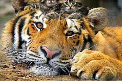 Big Cat Lil Cats Wallpapers   (