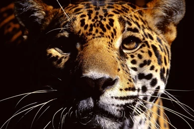 Top Download Wild Cats Wallpaper Images For Pinterest
